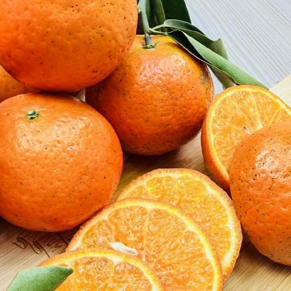 極品雪山紅茂谷（限量）-細節圖5