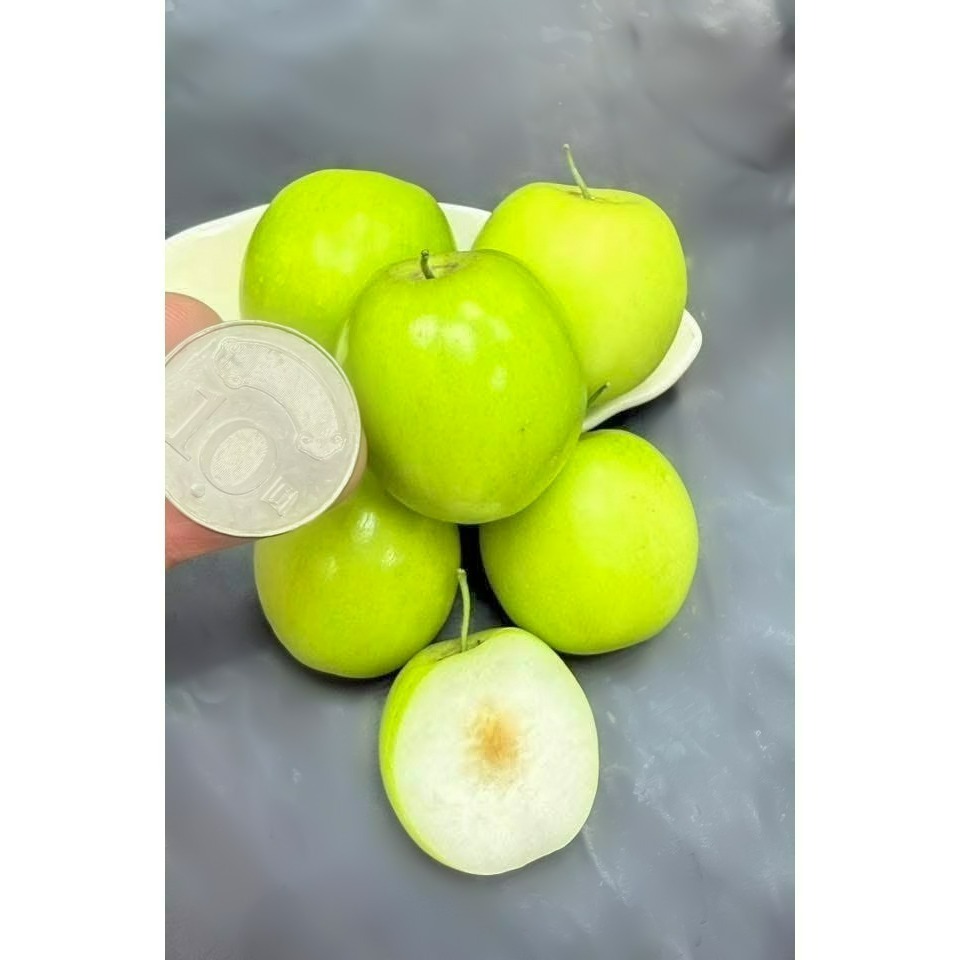 珠貝蜜棗-細節圖3