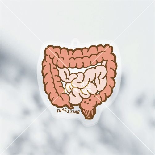 [現貨] 醫學院 | 淡定臟器系列-腸肥（腸INTESTINE）壓克力鑰匙圈/吊飾-細節圖3