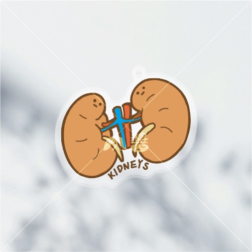 雙子腎（腎臟KIDNEYS）壓克力鑰匙圈