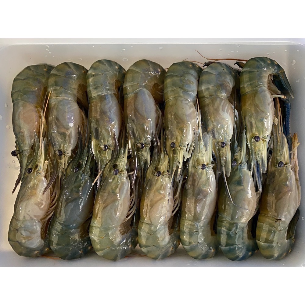 【活凍泰國蝦】鮮嫩Q彈母蝦 M (14-16尾)-細節圖3