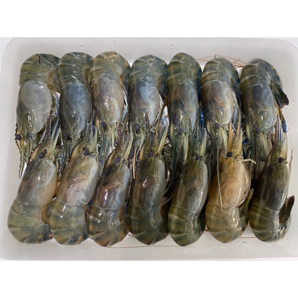 14-16尾/600g ± 5%/盒