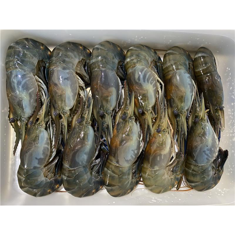 【活凍泰國蝦】鮮嫩Q彈母蝦 L (11-13尾)-規格圖10