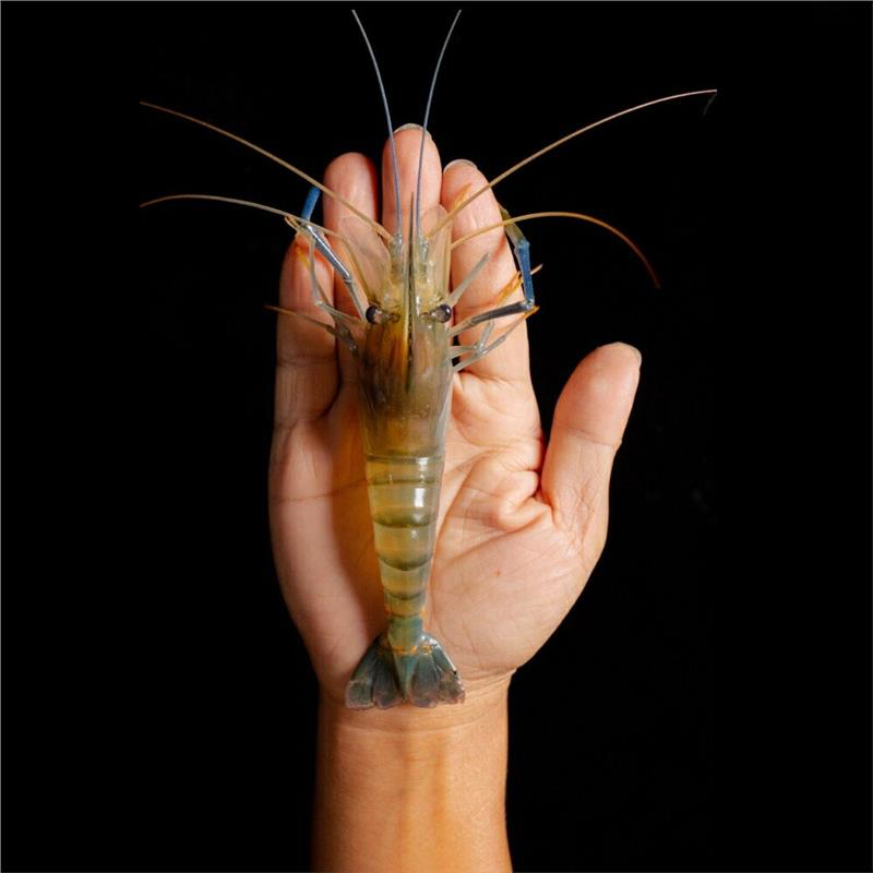 【活凍泰國蝦】鮮嫩Q彈母蝦 XL (8-10尾)-細節圖2