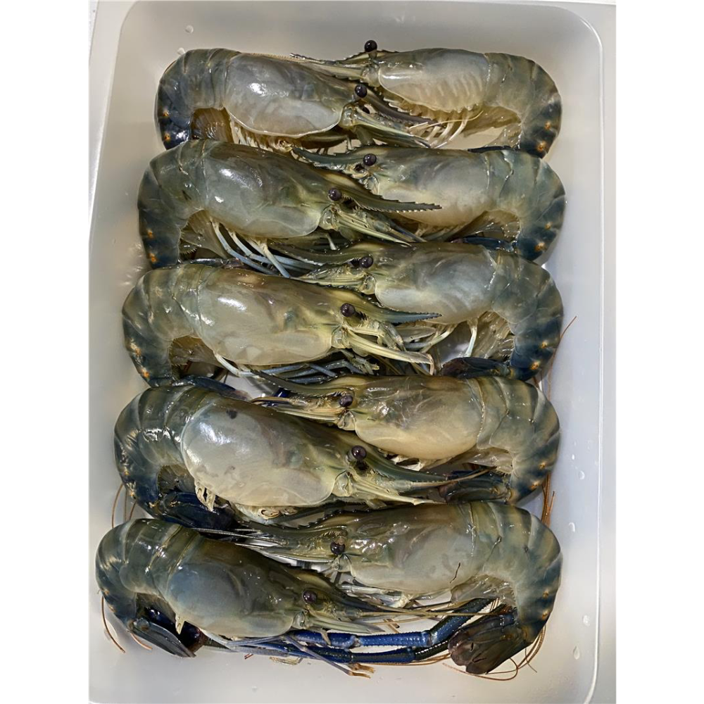 8-10尾/600g ± 5%/盒