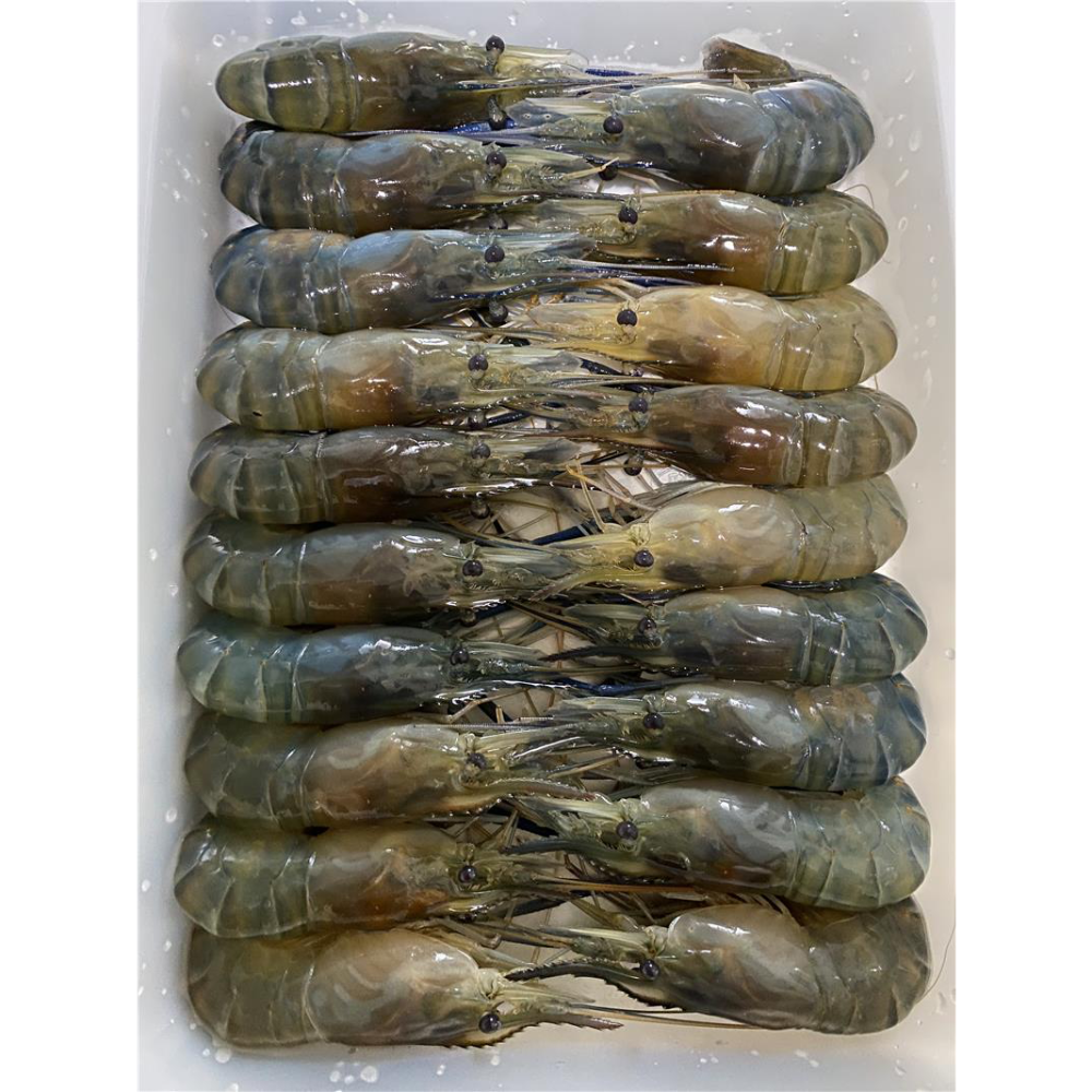 【活凍泰國蝦】鮮嫩Q彈母蝦 S (17尾以上)-規格圖10