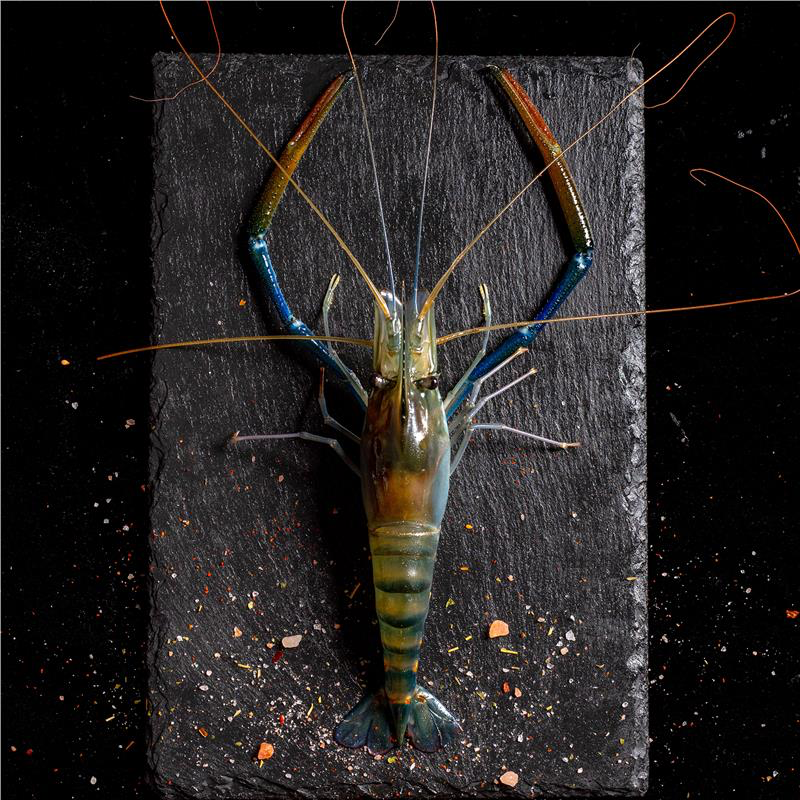 【活凍泰國蝦】老饕鮮膏公蝦 L (11-13尾)-細節圖3