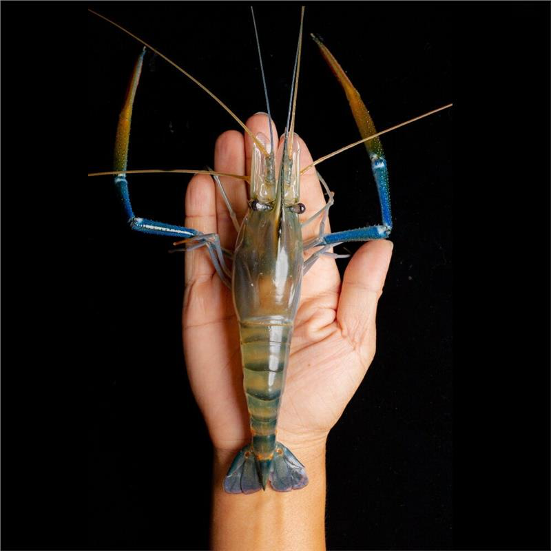 【活凍泰國蝦】老饕鮮膏公蝦 XL (8-10尾)-細節圖3