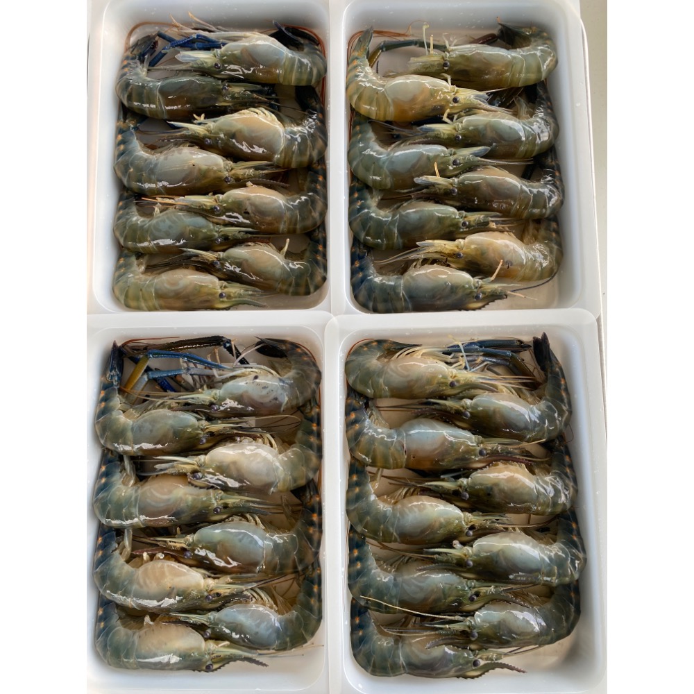 【活凍泰國蝦】老饕鮮膏公蝦 XL (8-10尾)-細節圖6