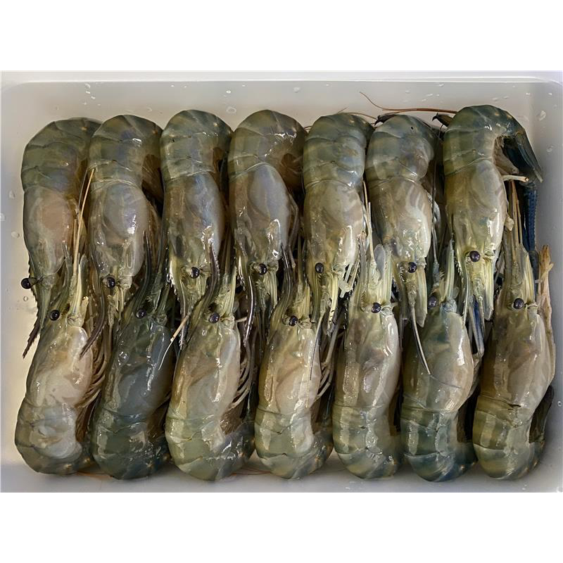 【蝦正甜】鮮嫩Q彈泰國母蝦 M (14-16尾/600g ± 5%/盒) 3盒組-規格圖11