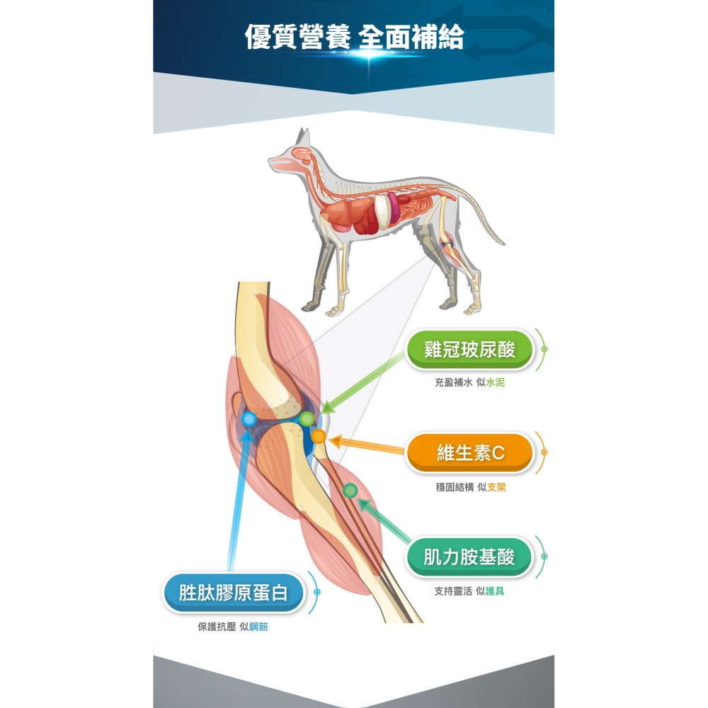 【木入森】犬寶有關膝｜ 30顆｜60顆｜狗狗關節保健食品｜胜肽膠原蛋白 玫瑰果萃取｜給予狗關節保護力-細節圖7