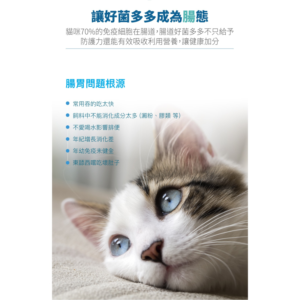 【木入森】貓咪活菌寶 ｜15包｜30包｜貓咪益生菌｜黃金組合菌 綜合酵素｜貓咪腸胃保健食品 寵物益生菌-細節圖2