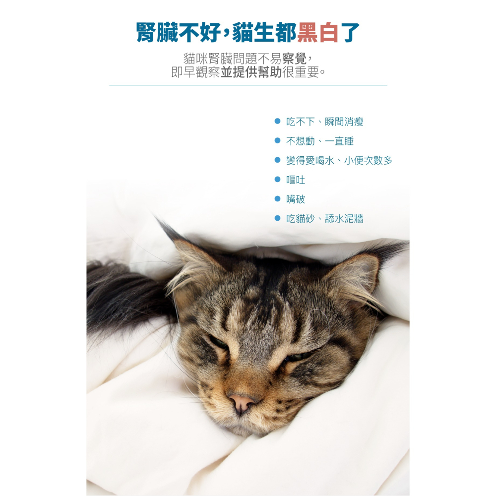 【木入森】貓咪保腎利 ｜30顆｜60顆｜貓腎臟保健食品｜減少磷滯留｜腎臟保健 穩定排尿 促進食慾-細節圖3