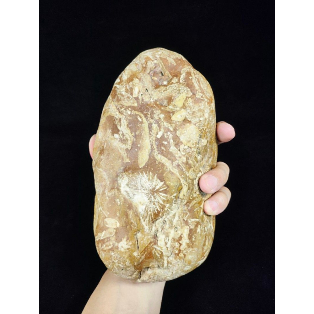 早期天然化石 - 矽化貝類化石湯奇石（附底座）(招財/風水/擺件/辟邪磁場/能量/心靈/晶礦/水晶/辟邪/辦公室)-細節圖7