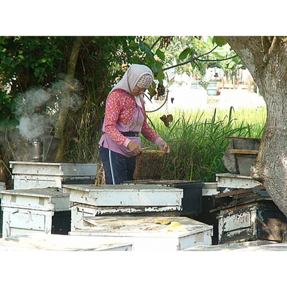 自產自銷純正龍眼花蜜-細節圖2