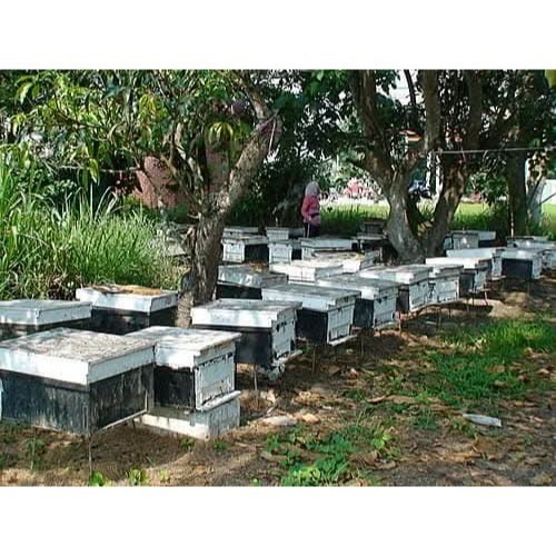 自產自銷純正龍眼花蜜-細節圖3