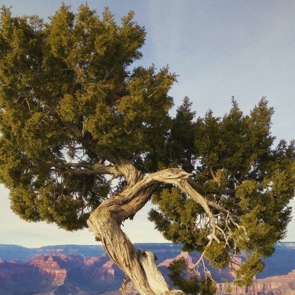 【療癒綠洲®】索羅雪松（去除瘴癘、淨化、驅除負能量）-細節圖5
