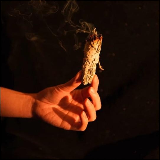 【療癒綠洲®】索諾白鼠尾草、寶貝鼠尾 (草束、香支)-規格圖5