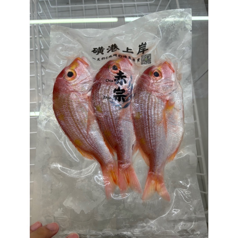【磺港上岸】船釣赤宗-細節圖2