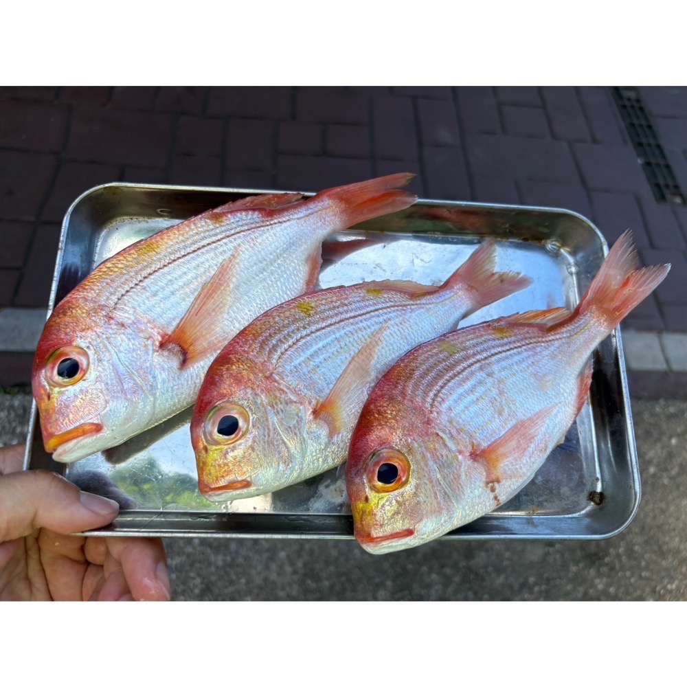 【磺港上岸】船釣赤宗-細節圖3