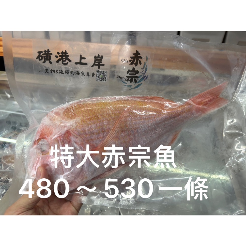 【磺港上岸】船釣赤宗-細節圖5