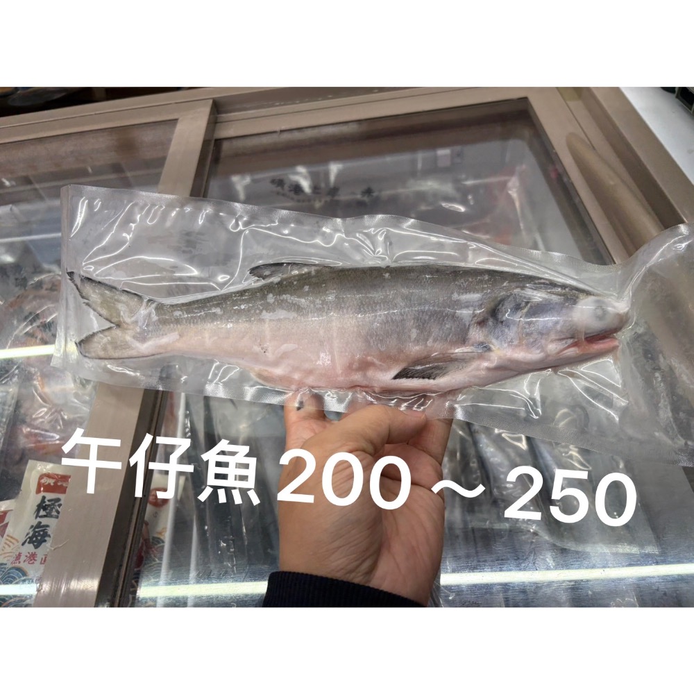 【磺港上岸】午仔魚-規格圖3