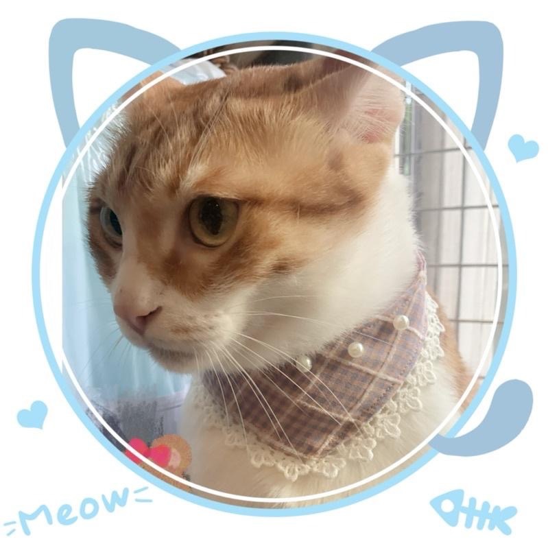 寵物領巾 狗領巾 貓領巾 寵物項圈 寵物口水巾 【KC36 ND01】台灣現貨 iBuddy 粉紅佳人領巾-細節圖8