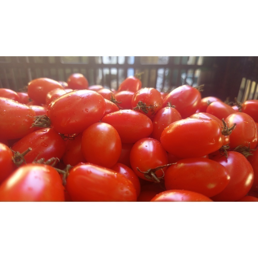 高山聖女小番茄 三盒裝-細節圖3