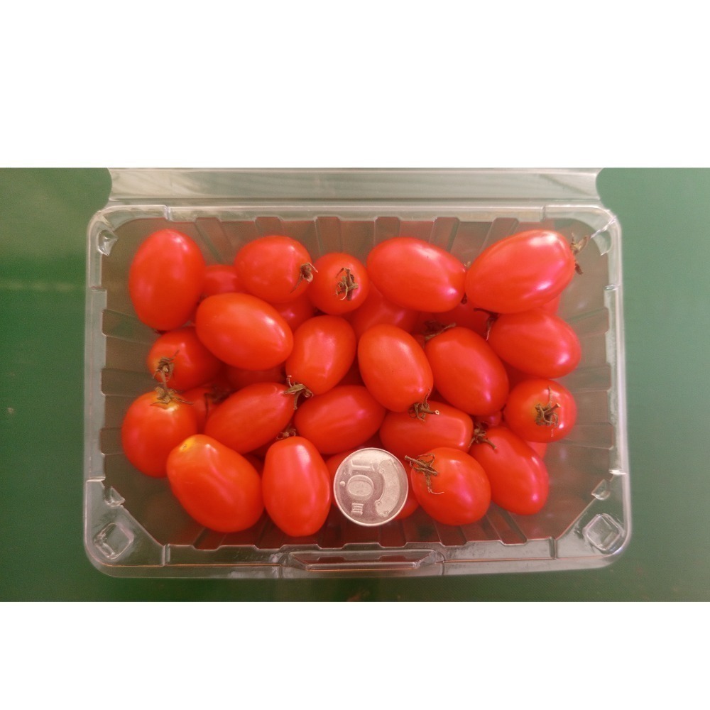 高山聖女小番茄 三盒裝-細節圖5