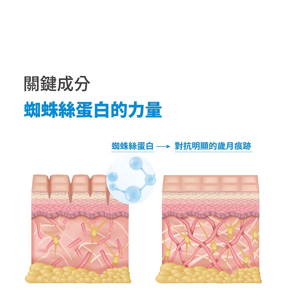 Dr.GRAFT SP:DER:MA+ Cream 蛛絲蛋白抗皺修護乳15g-細節圖3
