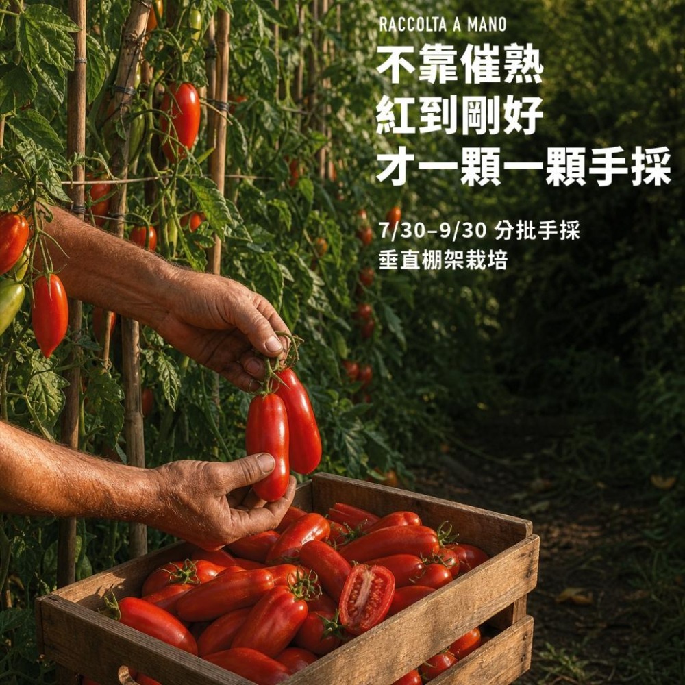 La Corvinia DOP 聖馬札諾番茄 400g｜番茄｜番茄罐頭｜蕃茄罐頭-細節圖3