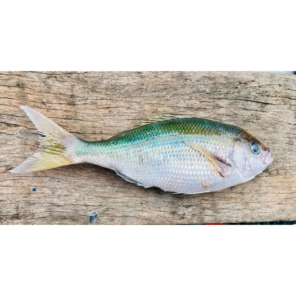 船釣青雞魚-細節圖2