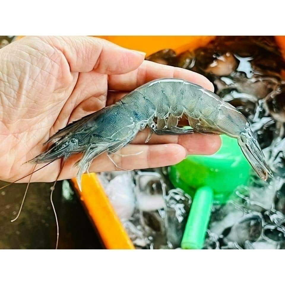 海水白蝦