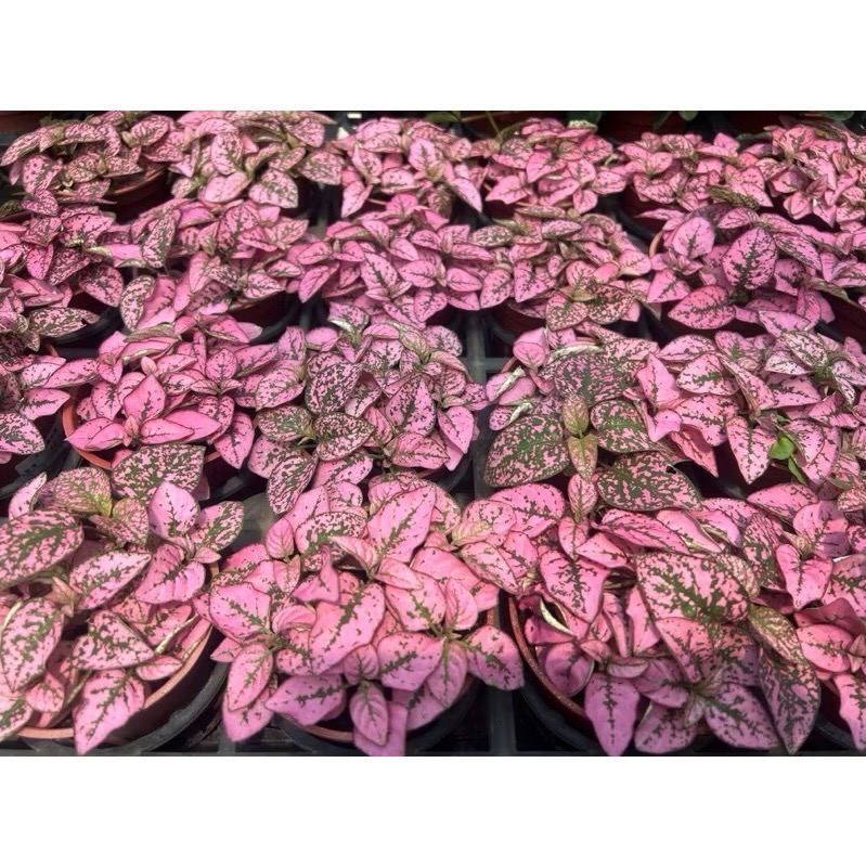 嫣紅蔓／嫣粉蔓／嫣白蔓  3吋盆-細節圖2