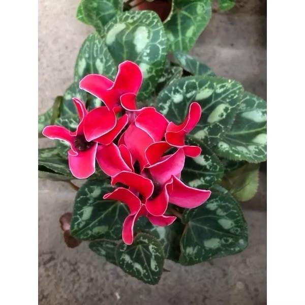紅
