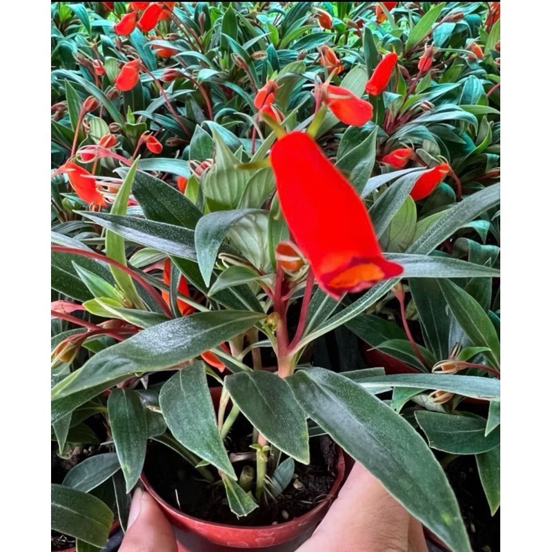 紅
