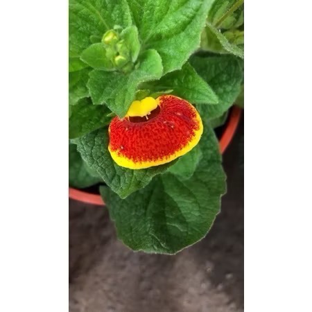 紅黃
