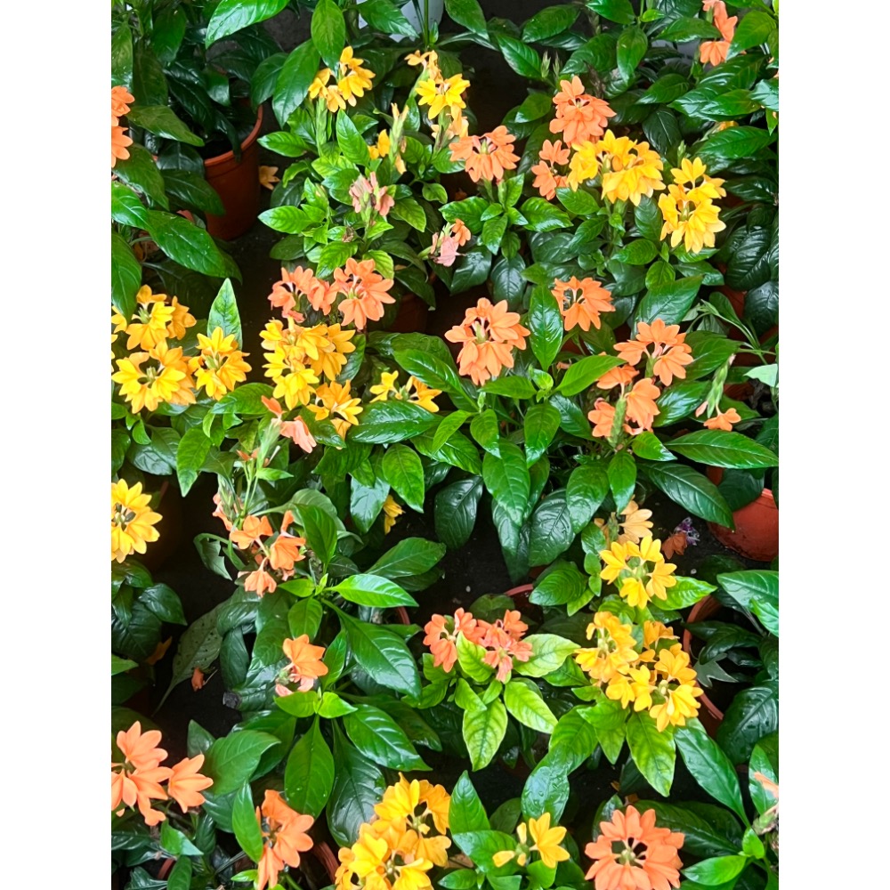 鳥尾花  5吋盆  不挑色-細節圖2