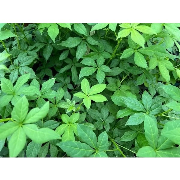 刺五加 3吋盆 - 植與花的日常 - iOPEN Mall