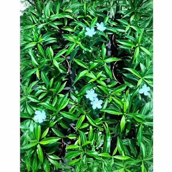 珍珠馬茶花  3吋盆-細節圖2