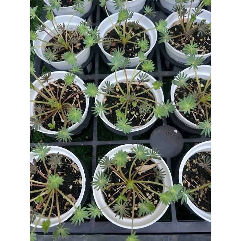 棕櫚酢醬草  3吋盆-細節圖2