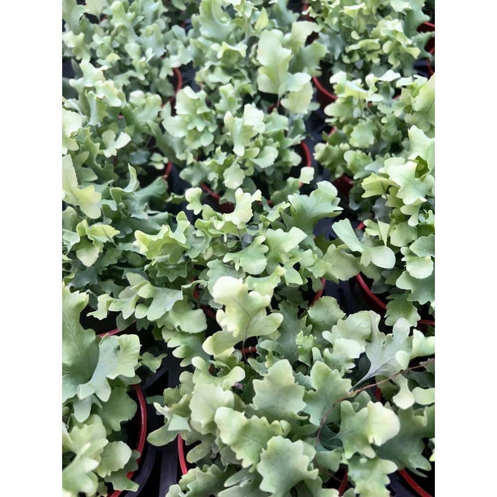 羽葉藍星蕨  3吋盆-細節圖2