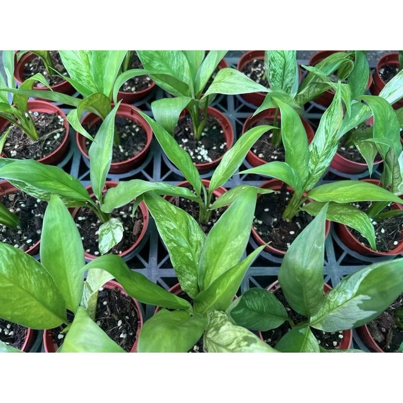 斑葉白鶴芋  3吋盆-細節圖2