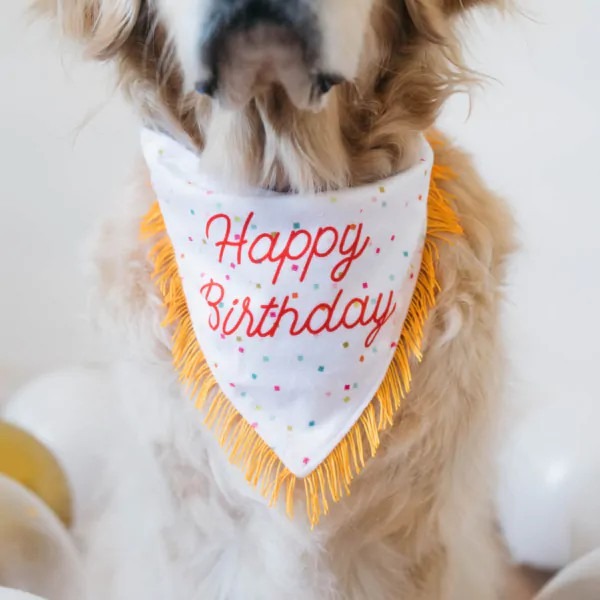 美國 ZippyPaws Birthday Bandana & Bone 寵物生日領巾+骨頭啾啾玩具組-細節圖3