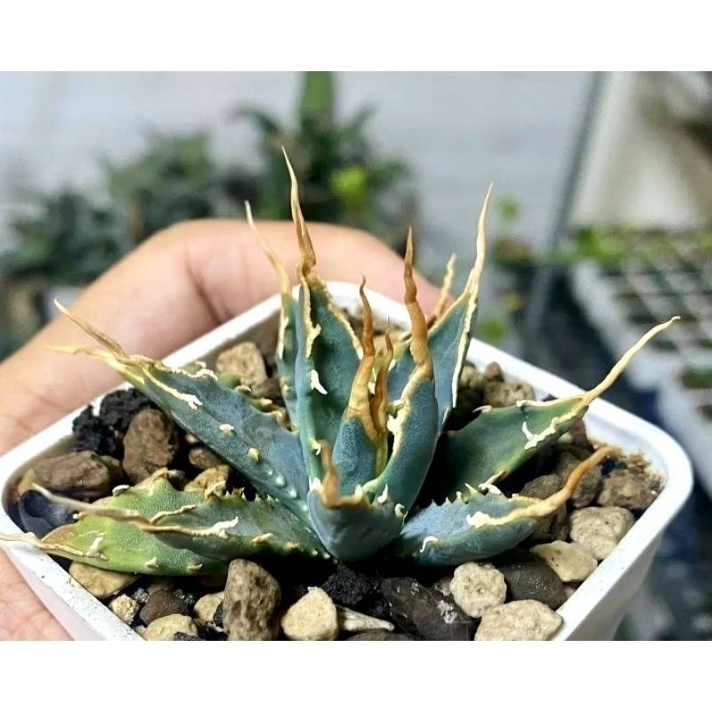 新一代  24W+植物燈泡 海拉植物燈 4200K色溫 PA燈 聚光型 開花植物 龍舌蘭 鹿角蕨 觀葉適用-細節圖5