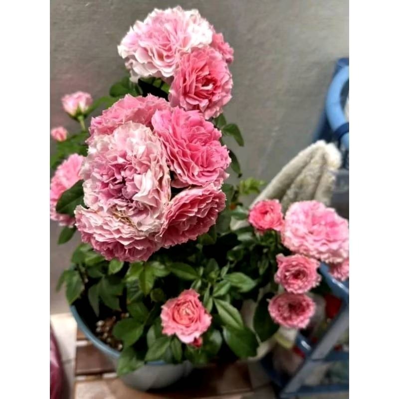 新一代  24W+植物燈泡 海拉植物燈 4200K色溫 PA燈 聚光型 開花植物 龍舌蘭 鹿角蕨 觀葉適用-細節圖6