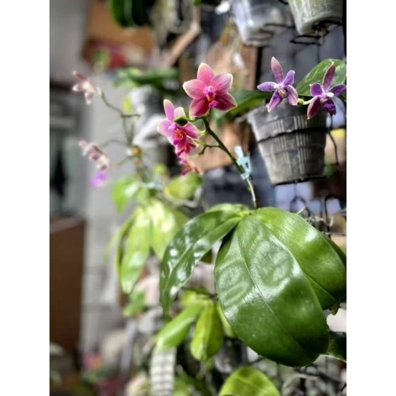 新一代  24W+植物燈泡 海拉植物燈 4200K色溫 PA燈 聚光型 開花植物 龍舌蘭 鹿角蕨 觀葉適用-細節圖7