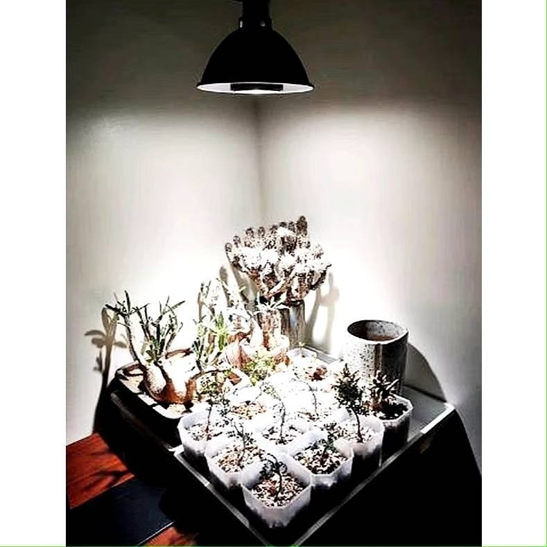 新一代  24W+植物燈泡 海拉植物燈 4200K色溫 PA燈 聚光型 開花植物 龍舌蘭 鹿角蕨 觀葉適用-細節圖8