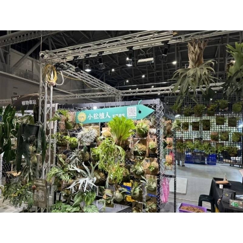 LED 海拉全光譜植物燈 5000K色溫 RA95 24W PA燈聚光型 鹿角蕨 松柏 雨林植物適用-細節圖7
