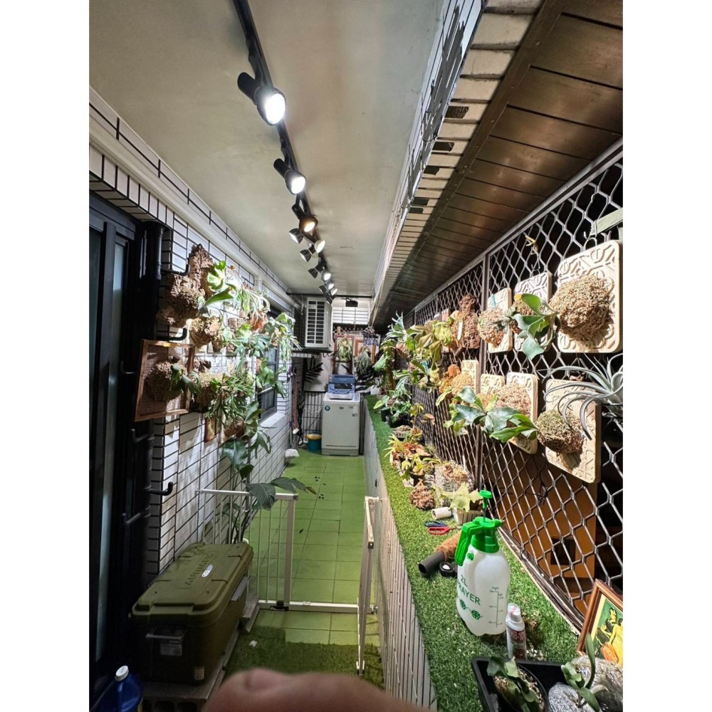 LED 海拉全光譜植物燈 5000K色溫 RA95 24W PA燈聚光型 鹿角蕨 松柏 雨林植物適用-細節圖8